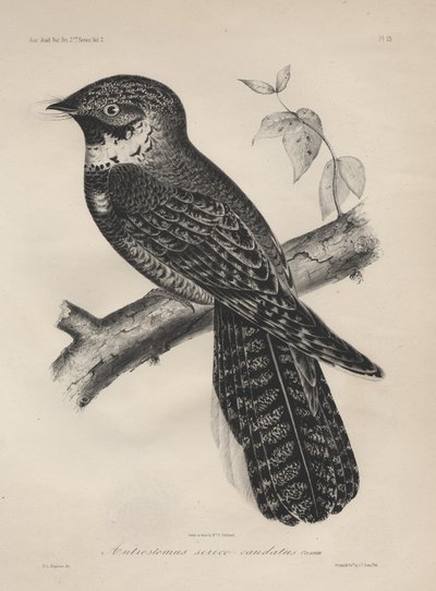 Antrostomus Serico-Caudatus, Litho by J.T. Bowen by Henry Louis Stephens